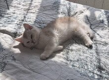 Şinşilla