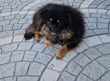 Pekines