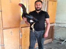 Heyratı