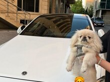 Pekines