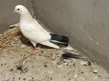 Göyərçin