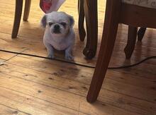 Pekines 