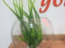 Akvarium