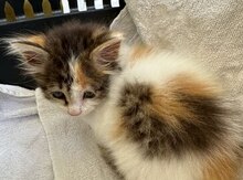 Отдаём котёнка в добрые руки 