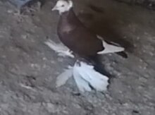 Göyərçin