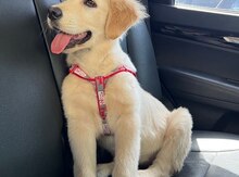 Labrador Retriver
