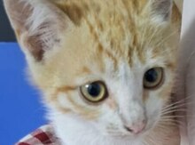 Pişik etibarlı əllərə verilir