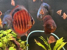 Diskus Red Cover balıqları