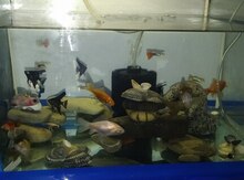 Akvarium və balıqlar