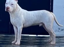 Pitbul