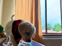 Labrador Retriver 