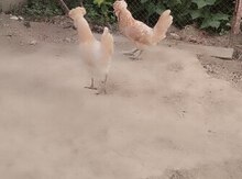 Portağal fizan toyuqları