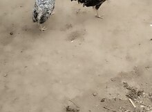 Coco fizan xoruzları