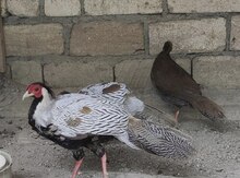 Gümüş qırqovul 