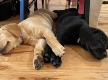 Labrador Retriver