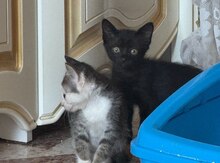 Siam pişiyi balaları etibarlı əllərə verilir