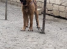 Kanqal