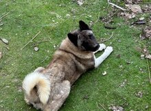 Akita-inu