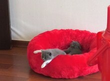 Şotland pişiyi