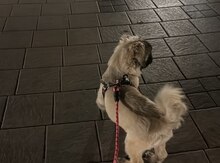 Pekines (cütləşdirmək üçün)