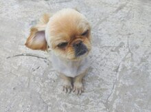 Pekines