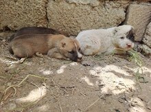 Qurdbasar balası