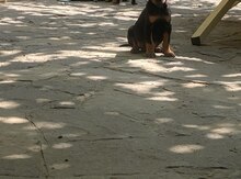 Doberman balası 
