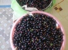Qara qarağat