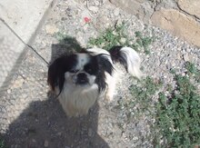 Pekines