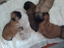 Pekines balası