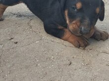 Doberman balası