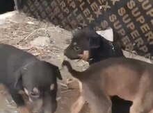 Doberman balaları
