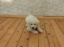 Akita-inu balası