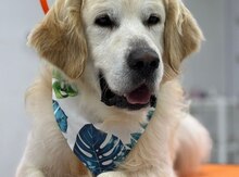 Labrador Retriver