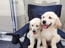 Labrador Retriver
