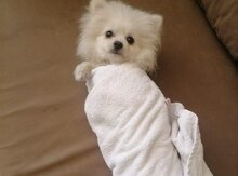 Pekines