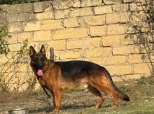 Alman ovçarkası (cütləşdirmək üçün)