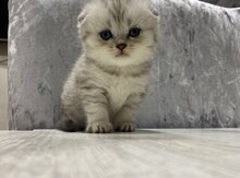 Şotland pişiyi balaları