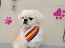 Pekines