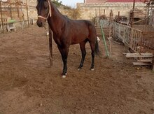 Yorqa at