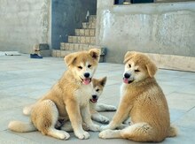 Akita-inu balaları