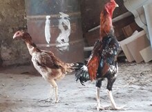 Heyratı xoruzu və fərəsi