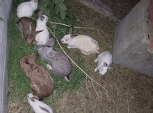 Dovşanlar