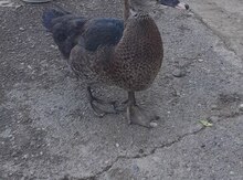 Lal ördək