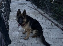 Alman ovçarkası