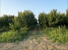500 sot torpaq sahəsi, Xaçmaz r.