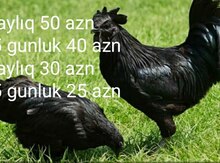 Ayam zemani xoruzu