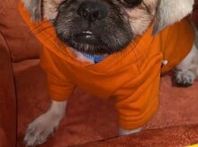 Pekines