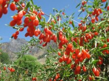 Qoji Berry