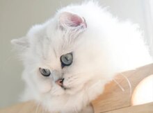 Şinşilla pişiyi (cütləşdirmək üçün)